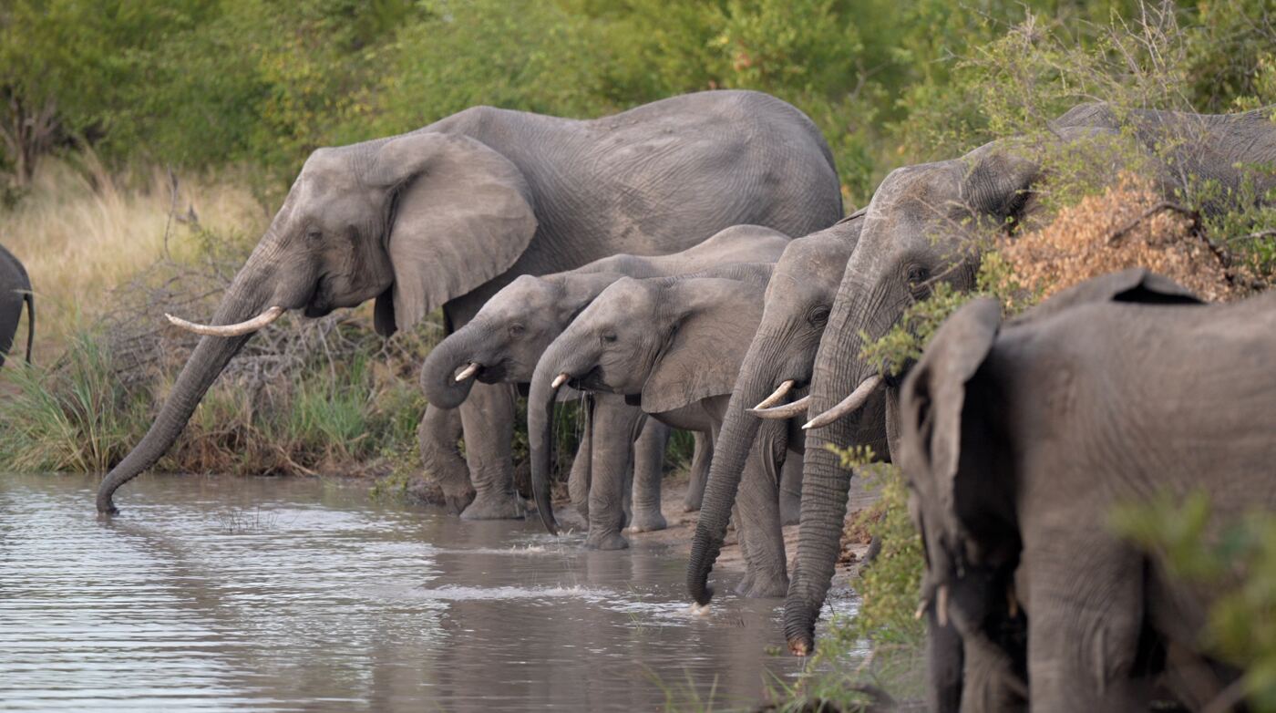 Elephants drinking at a Lowveld waterhole