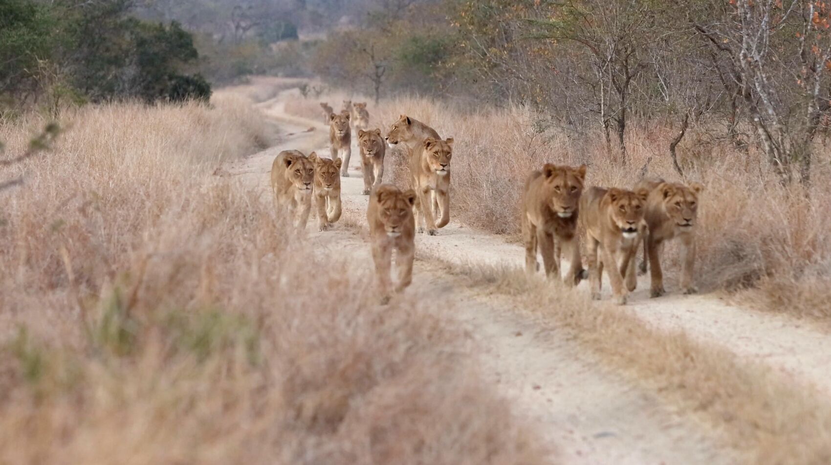 Pride of lions on a dirt road